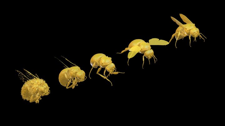 Bombus terrestris - CT scan to 3D Model · 3D model preview