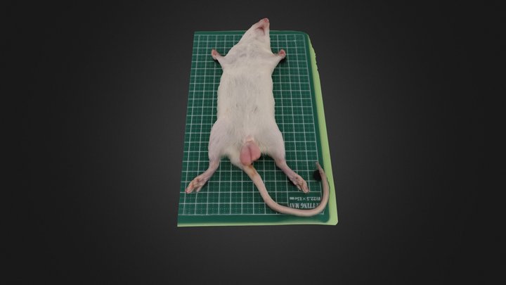 1_全体の様子：腹部切開前（ラット成体♂　体長15cm） 3D Model
