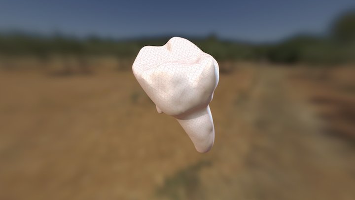 UD4 Tooth 3D Model