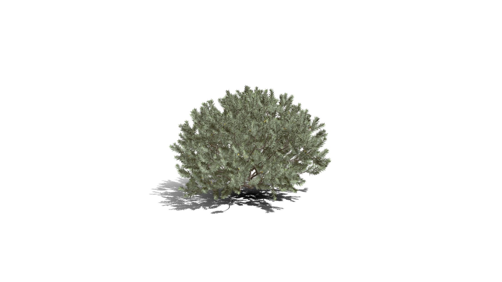 Realistic Hd Dwarf Bottlebrush (10 10) - Download Free 3d Model By 