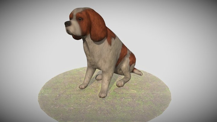 An Old Dog 3D Model