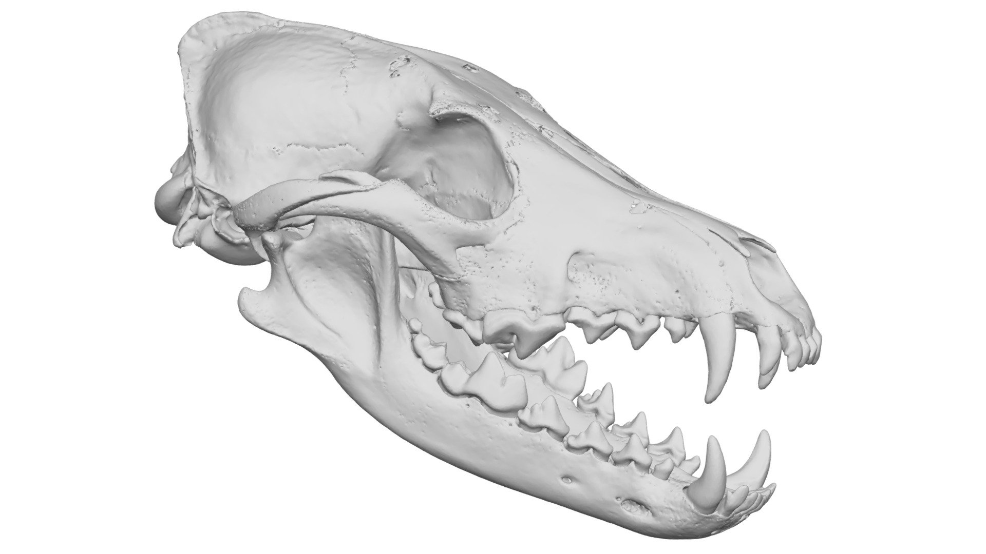 Coyote Skull 3d Model By Havenmetrology Ddb8e0c Sketchfab