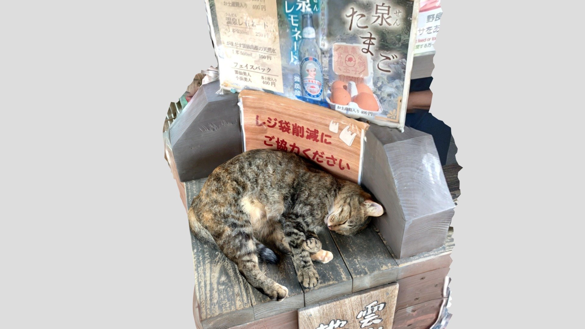 雲仙地獄の猫 - CAT by UNZEN HELL -