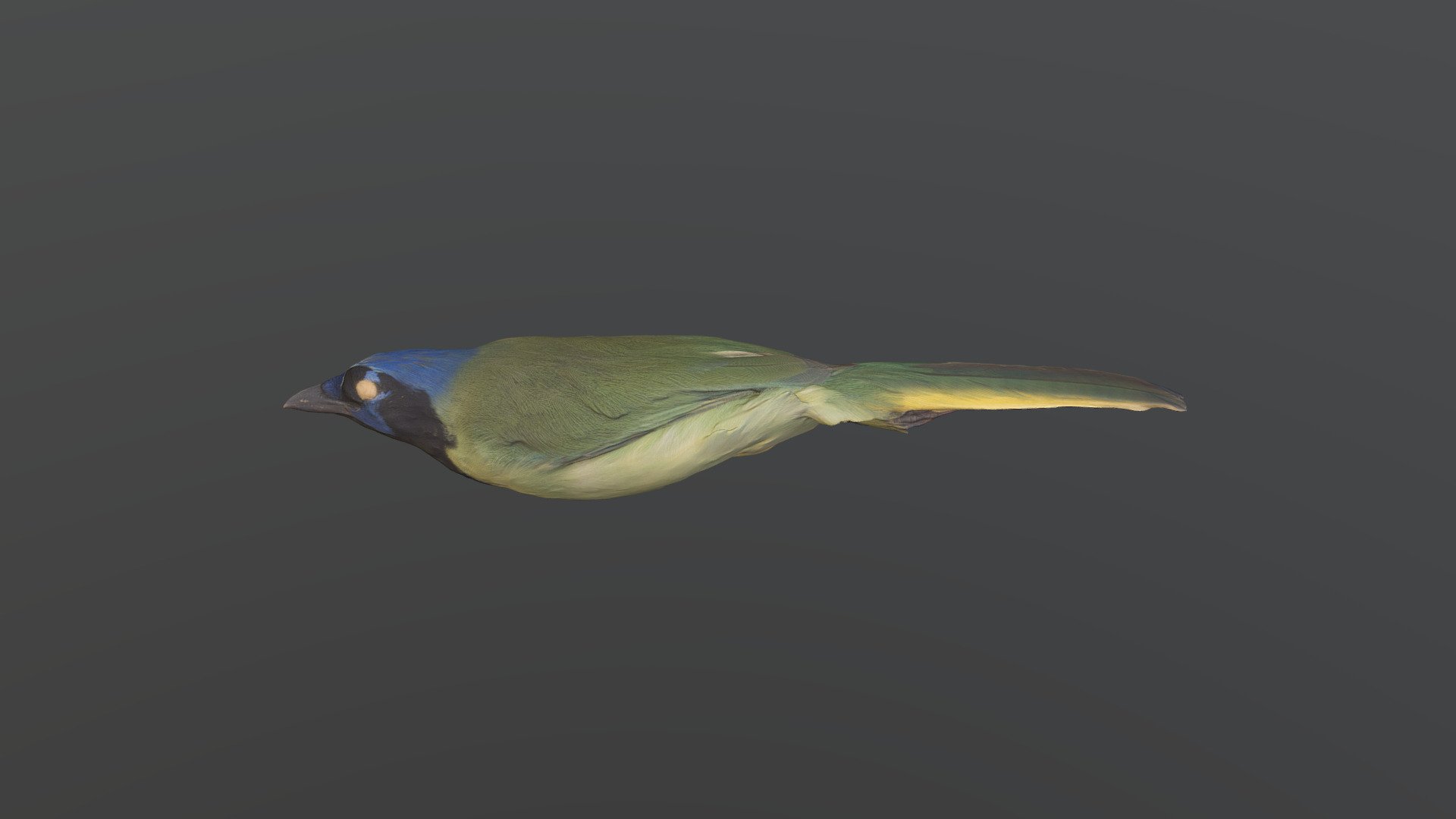 Green Jay - Cyanocorax yncas