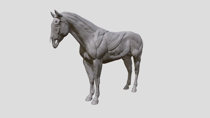 Muscular Horse Anatomy Sculpt 3D Model