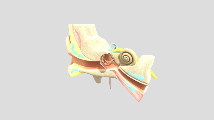 Kulak 3D Model