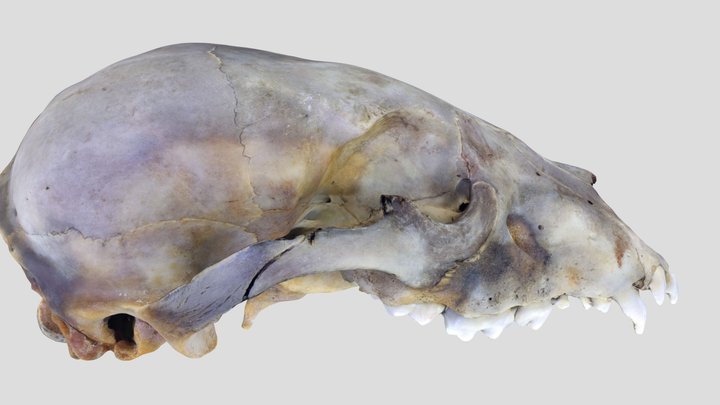 UWYMV:Mamm:6763, Ursus americanus, Crania