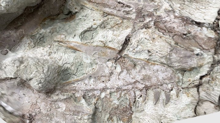 Utahraptor teeth 3D Model
