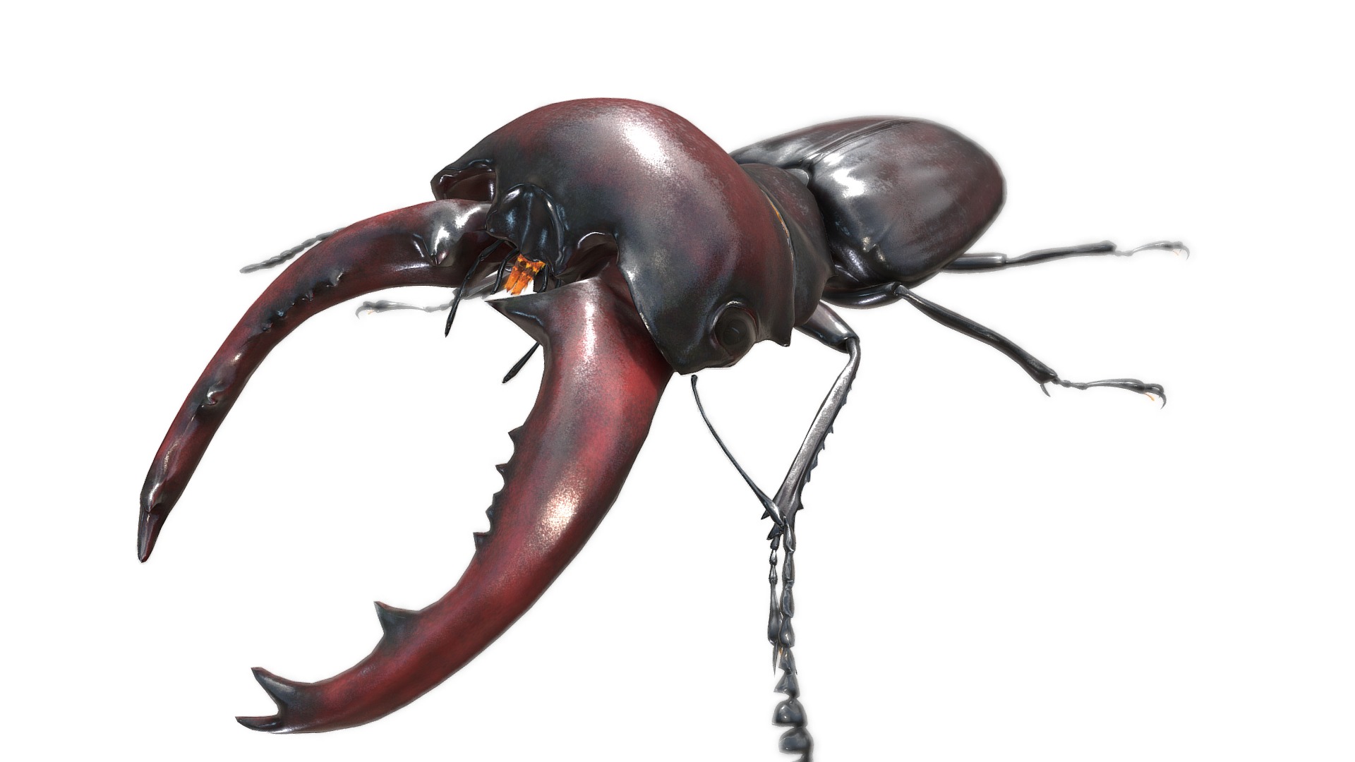 3D model Macrocrates australis - This is a 3D model of the Macrocrates australis. The 3D model is about a close-up of a bug.