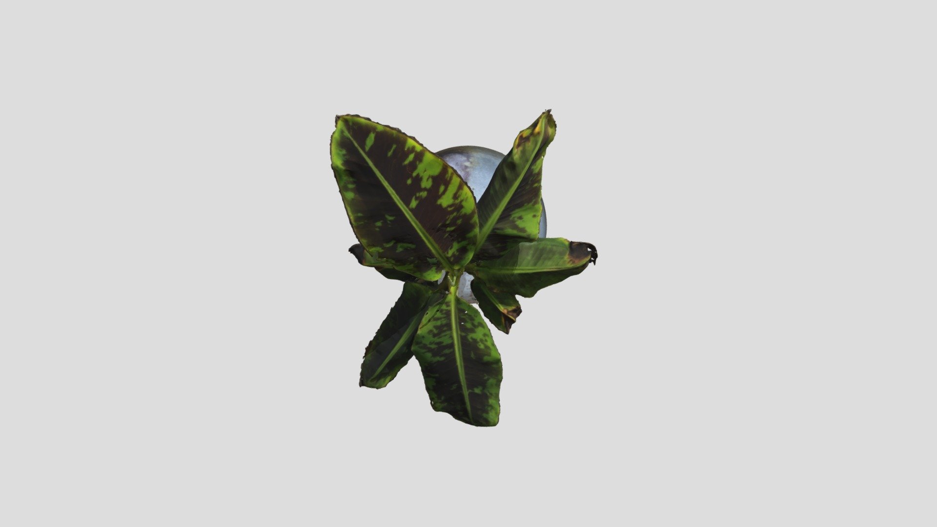 Pot Banaan Model