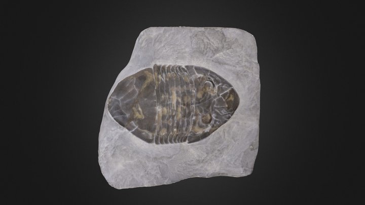 Trilobite: Isotelus sp. (PRI 45502) – Free 3D Model STL