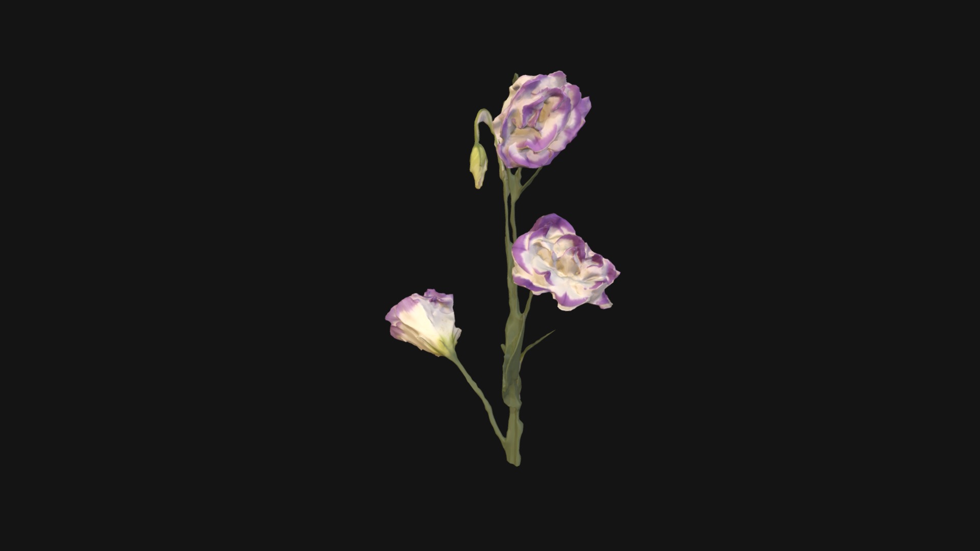 3D model Fw27 – Purple Flower - This is a 3D model of the Fw27 - Purple Flower. The 3D model is about a close-up of some flowers.