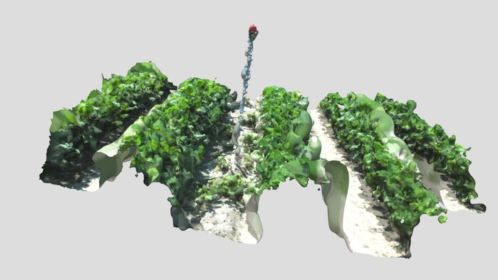 Mesh point cloud of weeds in a row crop 3D Model