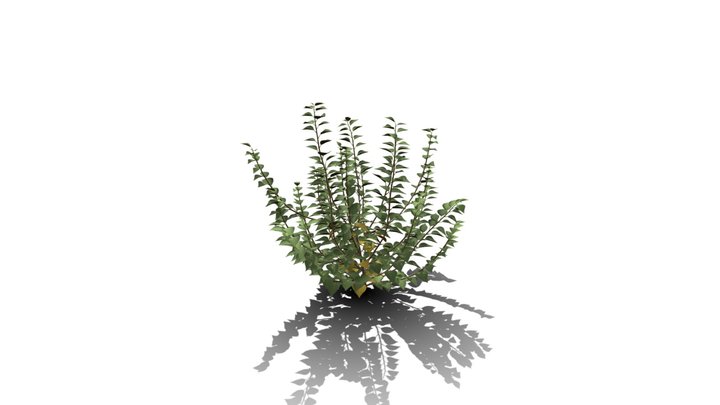 Realistic HD Green ivy bushy (6/10) 3D Model