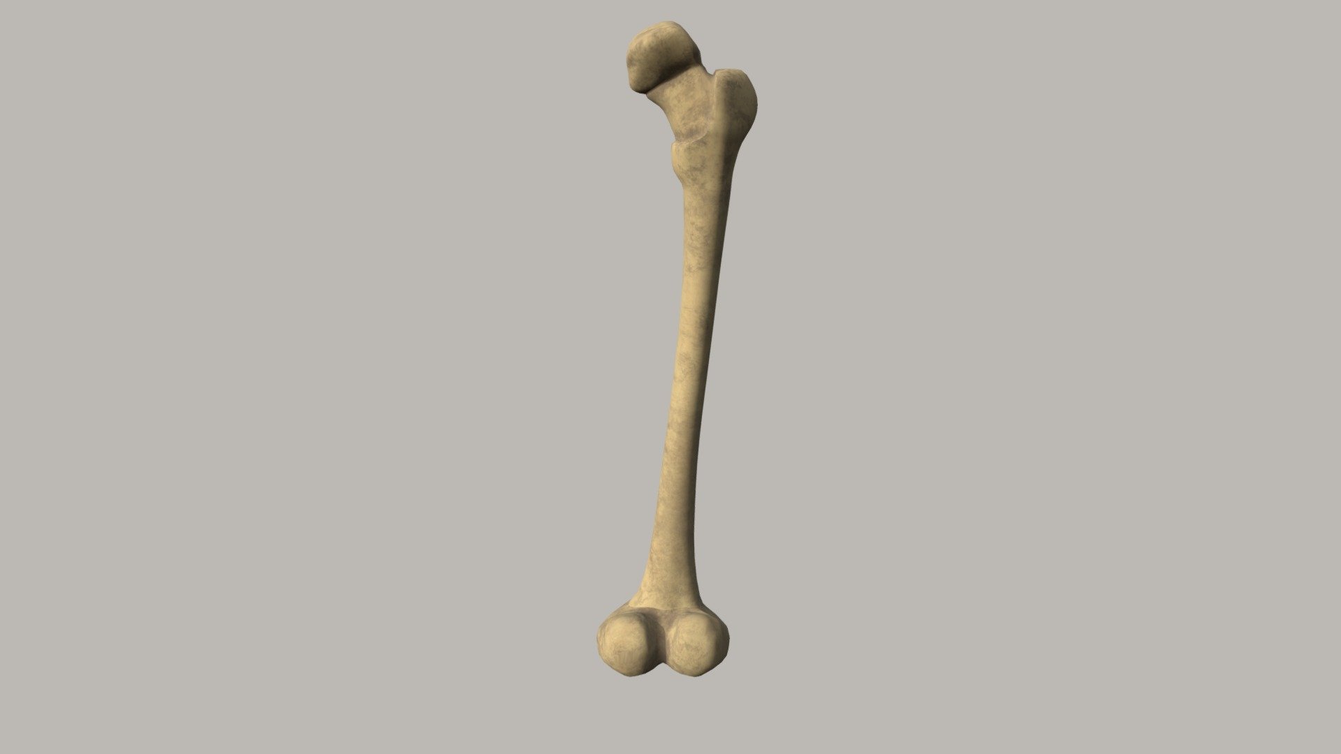 Femur - 3D model by tori1243 [ddd0037] - Sketchfab