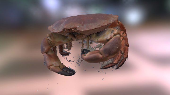 Crab 3D Model