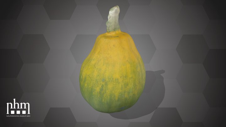 Pumpkin (NHMW-AFW-DING-0046-016) – Modello 3D gratuito STL