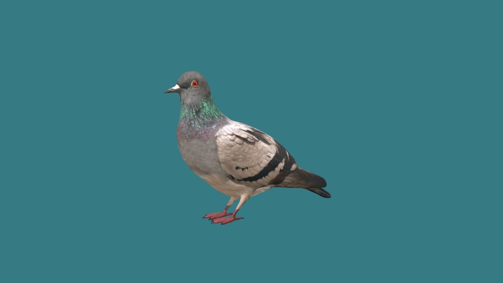 Pigeon
