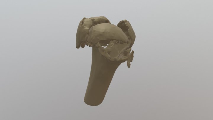 4-Part Fracture 3D Model