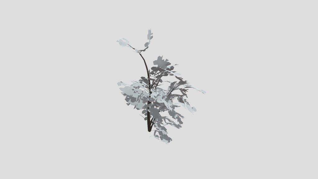 Broadleaf Dense Tree Sapling