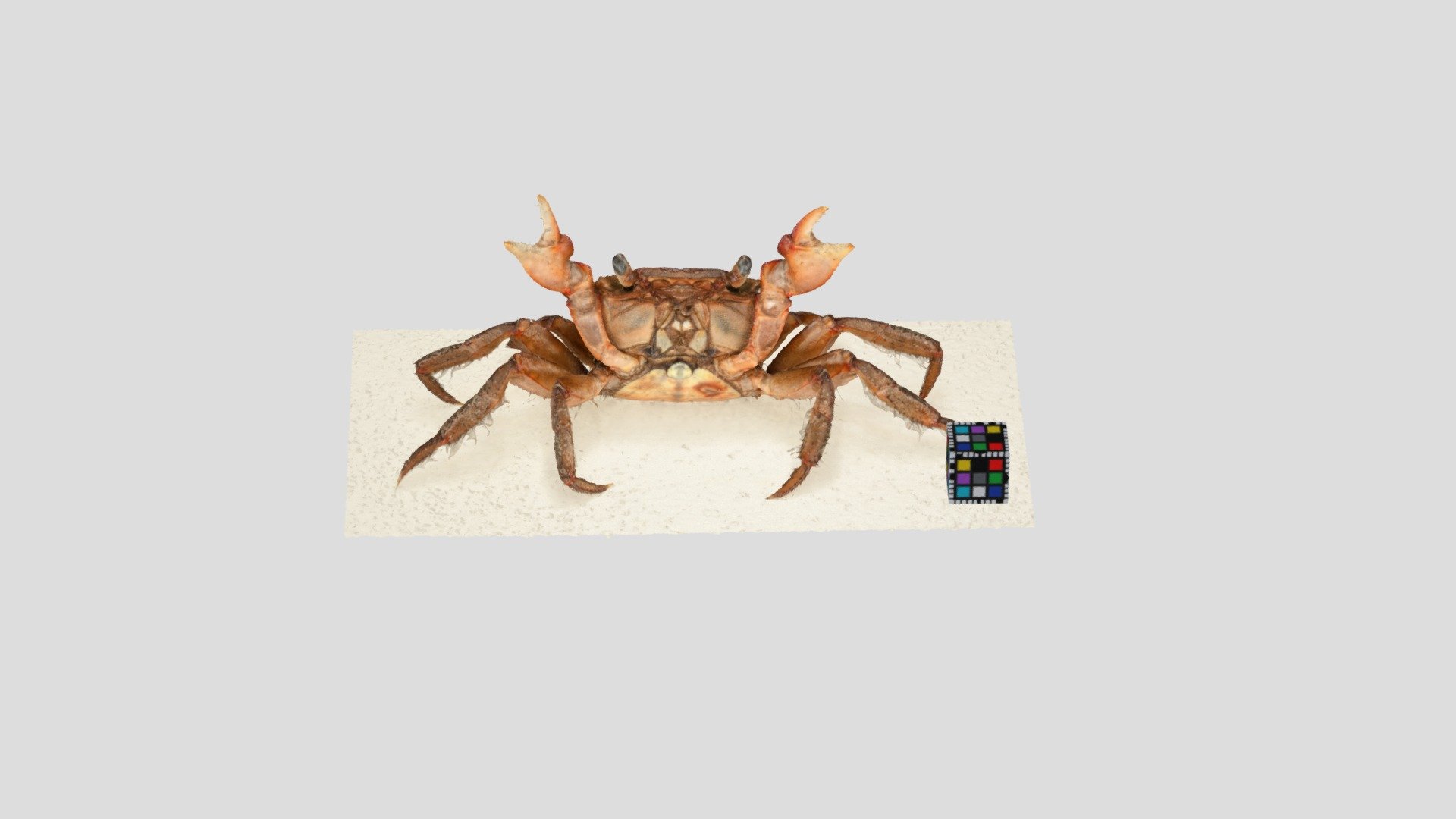 アカテガニ メス Chiromantes haematocheir