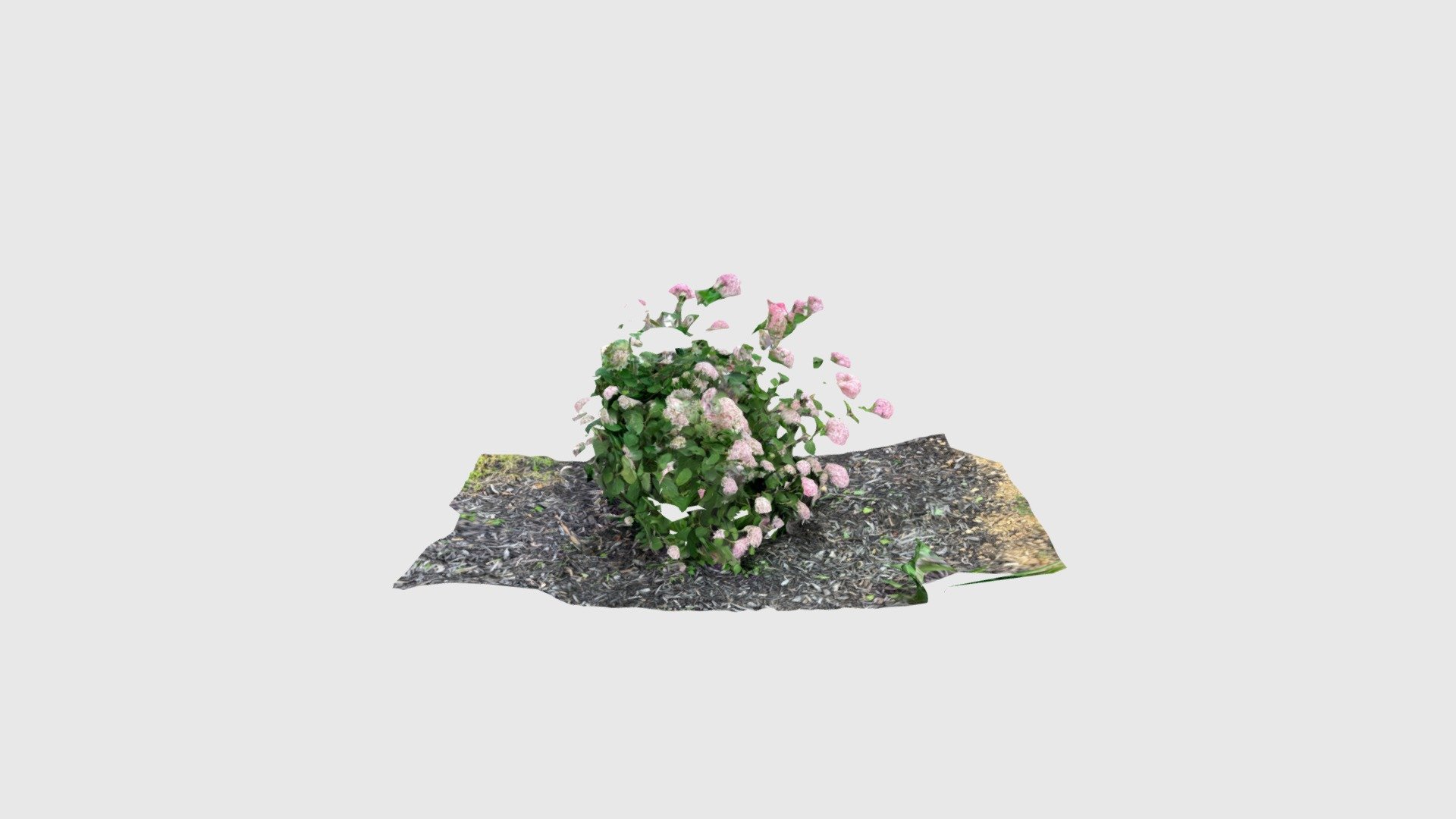 Flowers 1