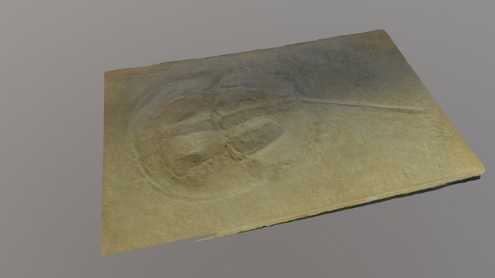 Fossile limule  horseshoe crab 3D Model