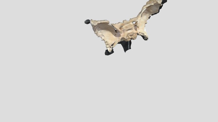 Esfenoides 3D Model