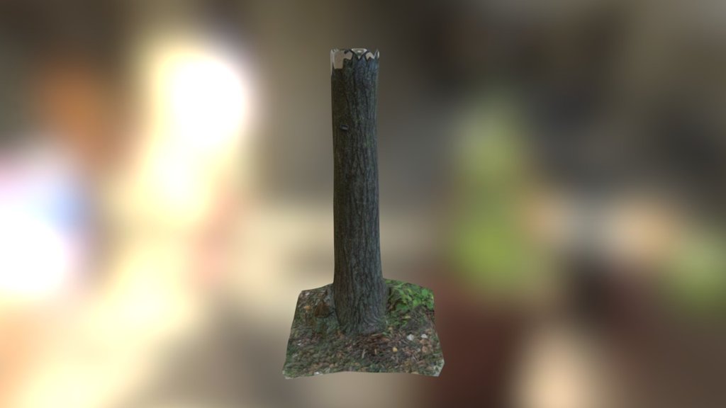 Photogrammetry Tree Test