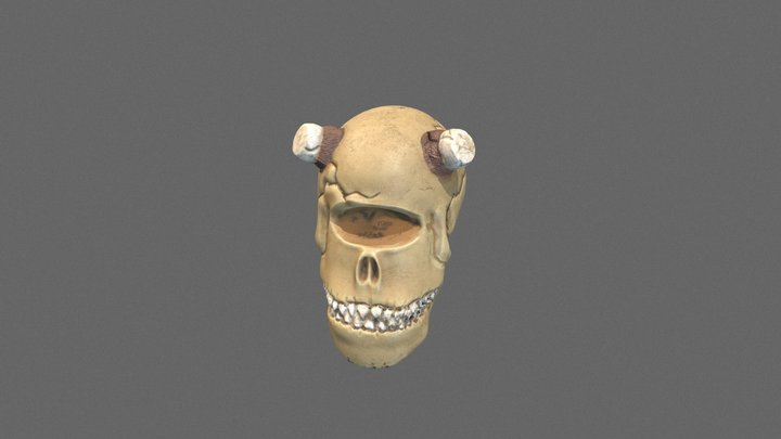 Skull_02 (20-21) 3D Model