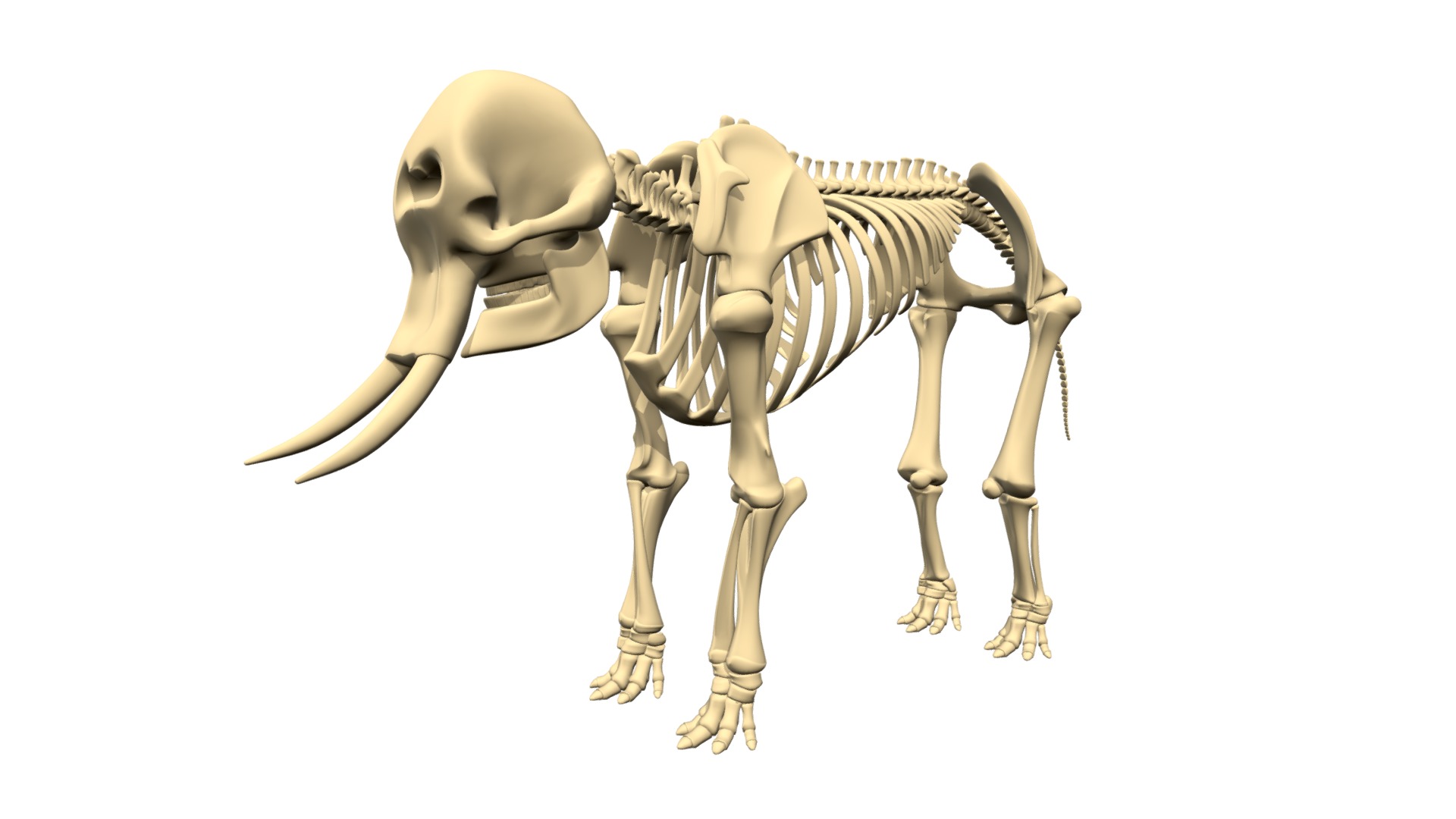 3D model Elephant Skeleton - This is a 3D model of the Elephant Skeleton. The 3D model is about a skeleton of a horse.