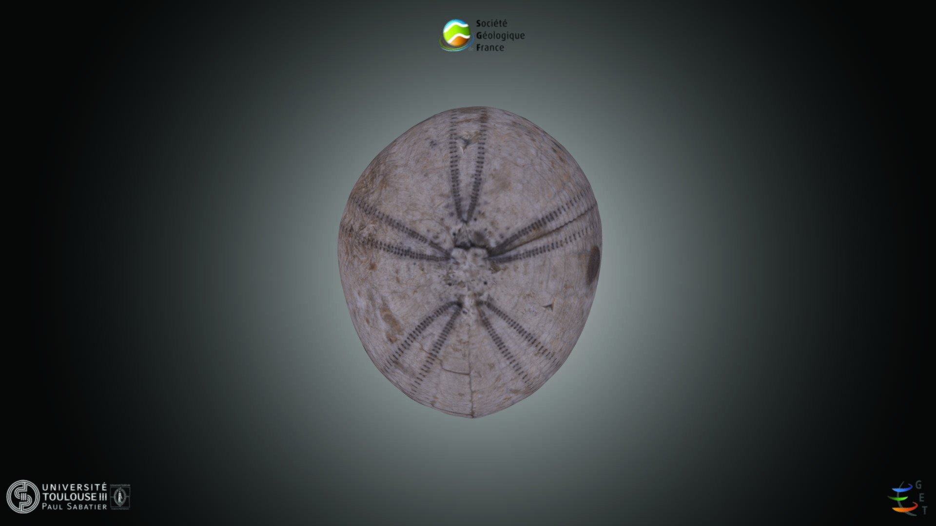 Echinoderme - Echinocorys sp.
