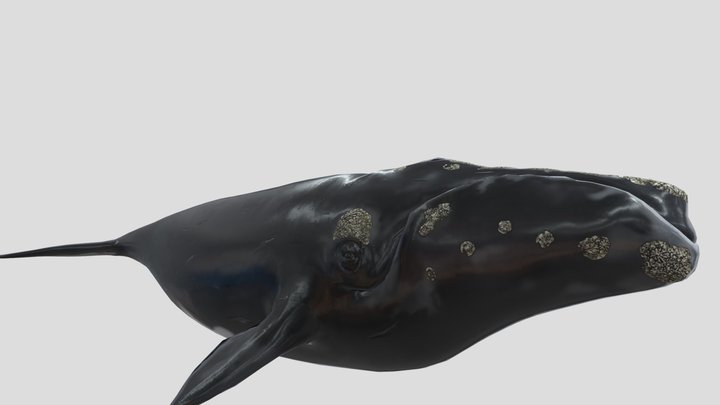 North Atlantic right whale 3D Model