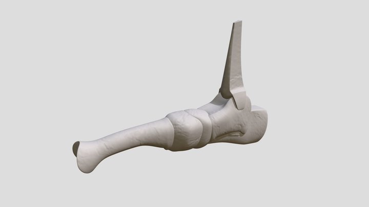 foot 3D Model