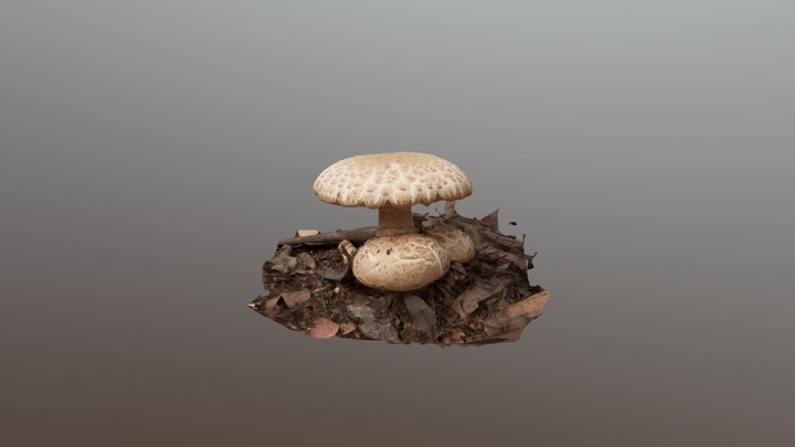 Amanita fungus 3D Model
