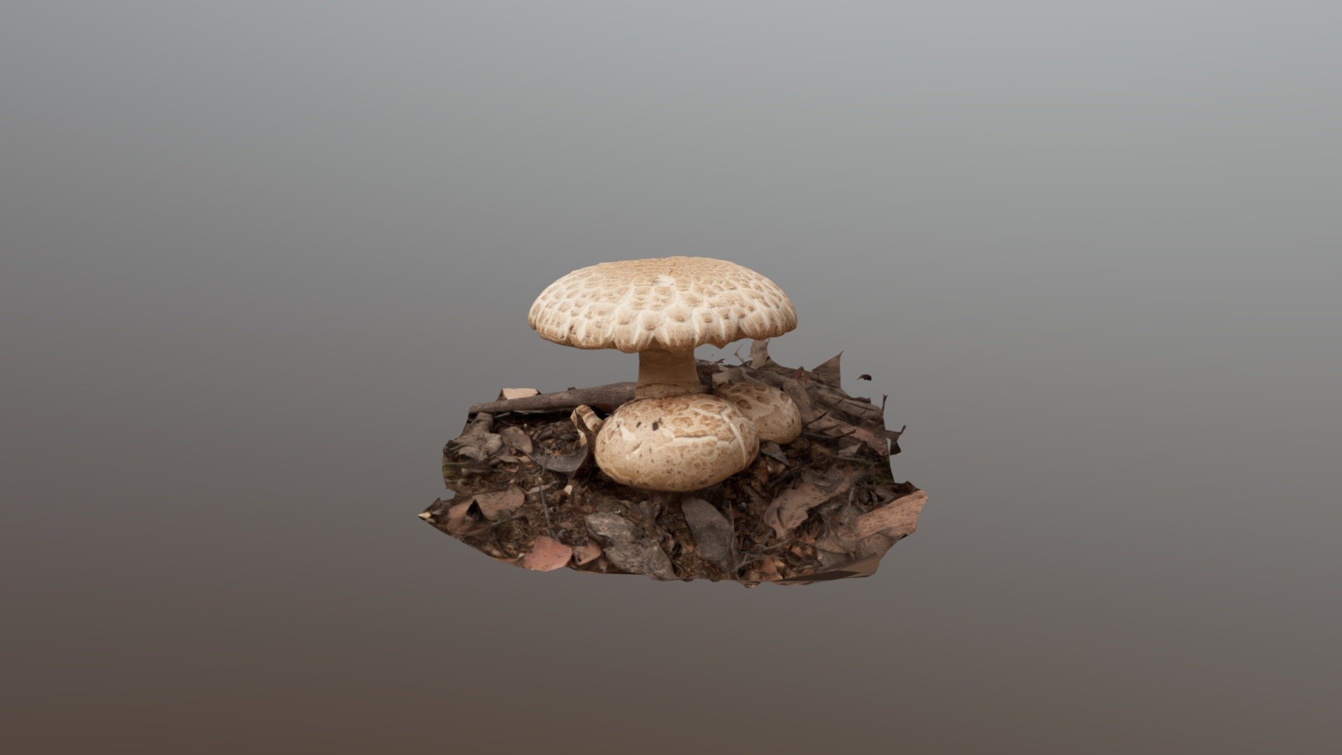 Amanita fungus