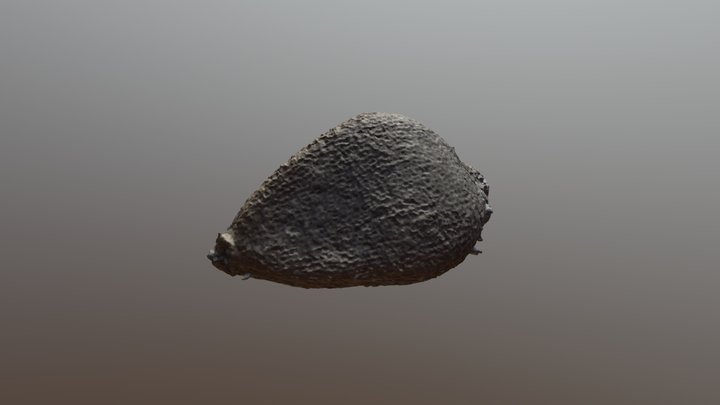 Carex sp. seed 3D Model