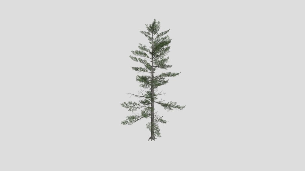 Tree Siberian Pine A7