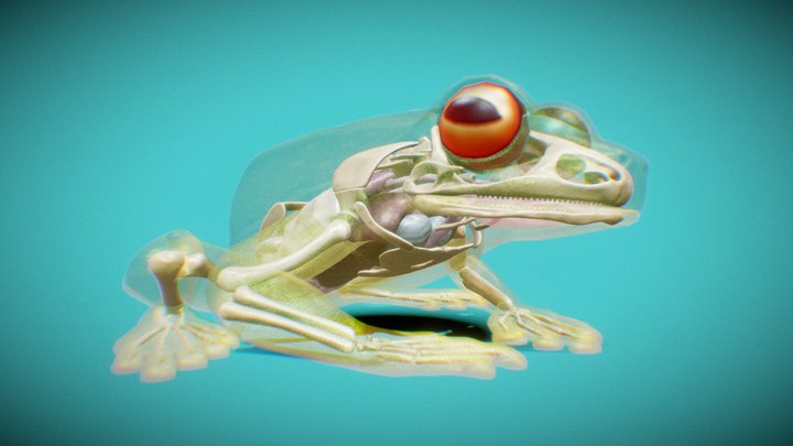Red-eyed tree frog interior 3D Model
