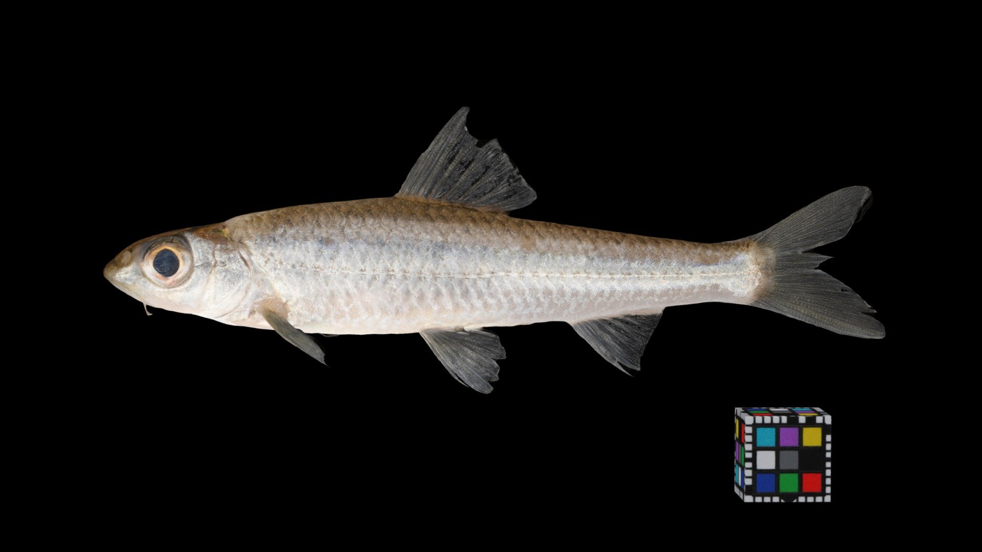 コウライモロコ ♂ Squalidus chankaensis tsuchigae