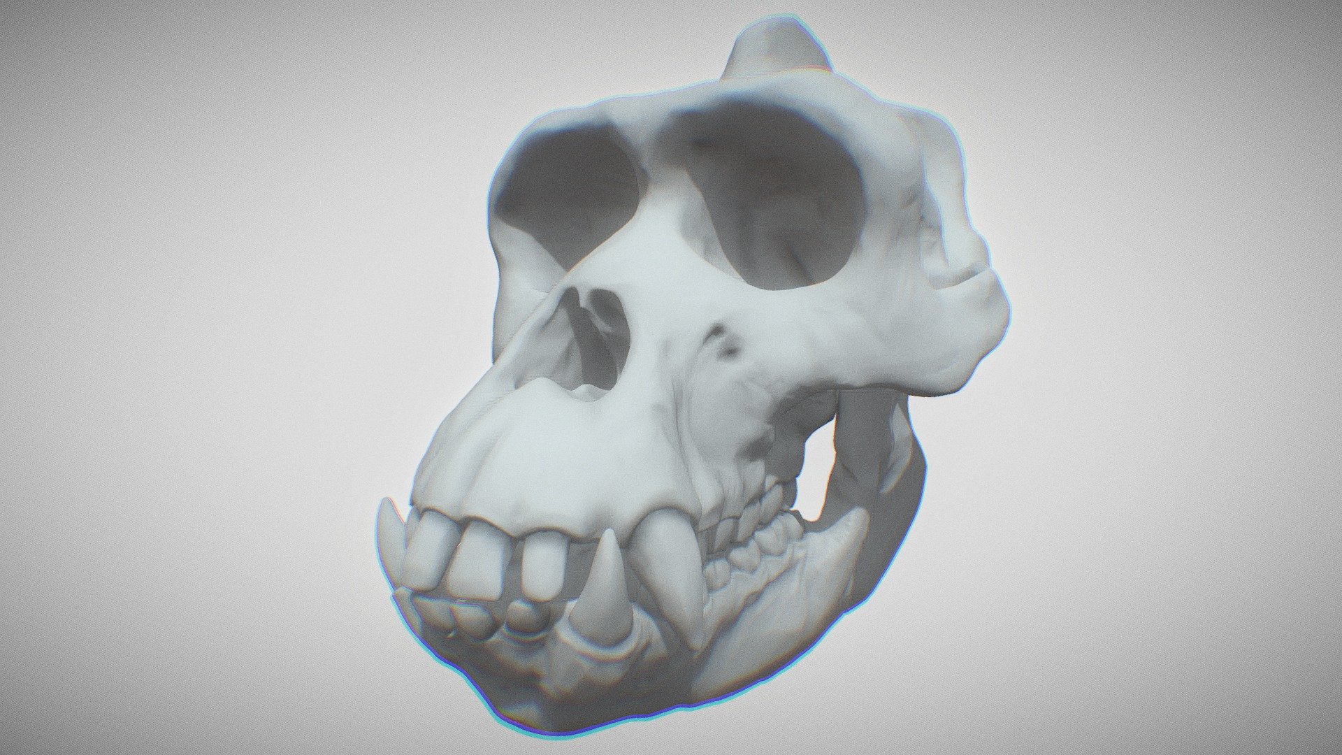 Gorilla Skull - Buy Royalty Free 3D model by Tom Johnson (@Brigyon ...