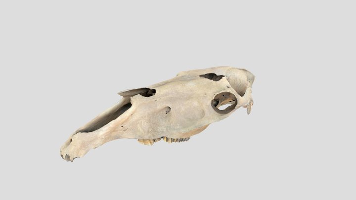 Cattle Skull 3D Model