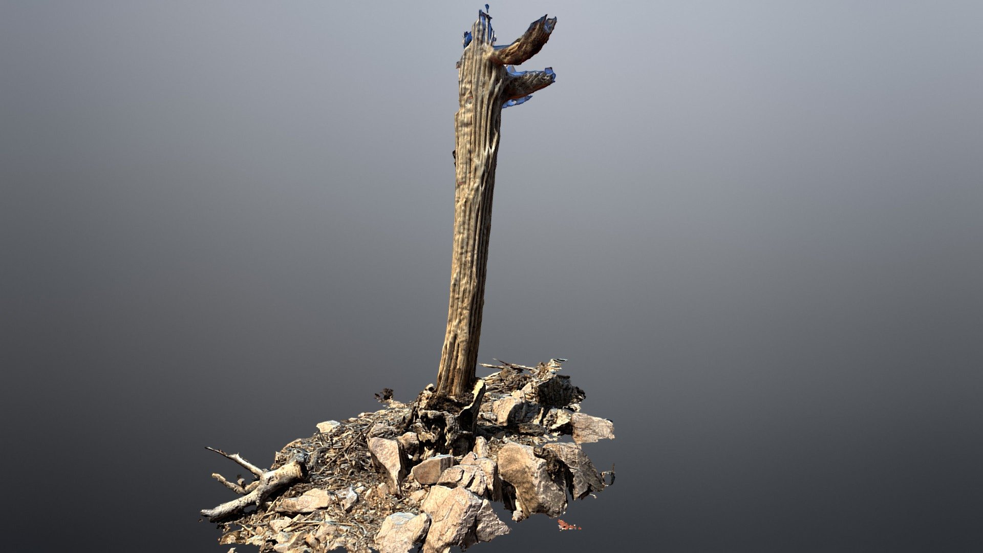 Saguaro Ribs