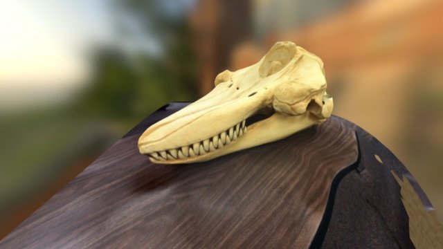 Orcinus orca 3D Model