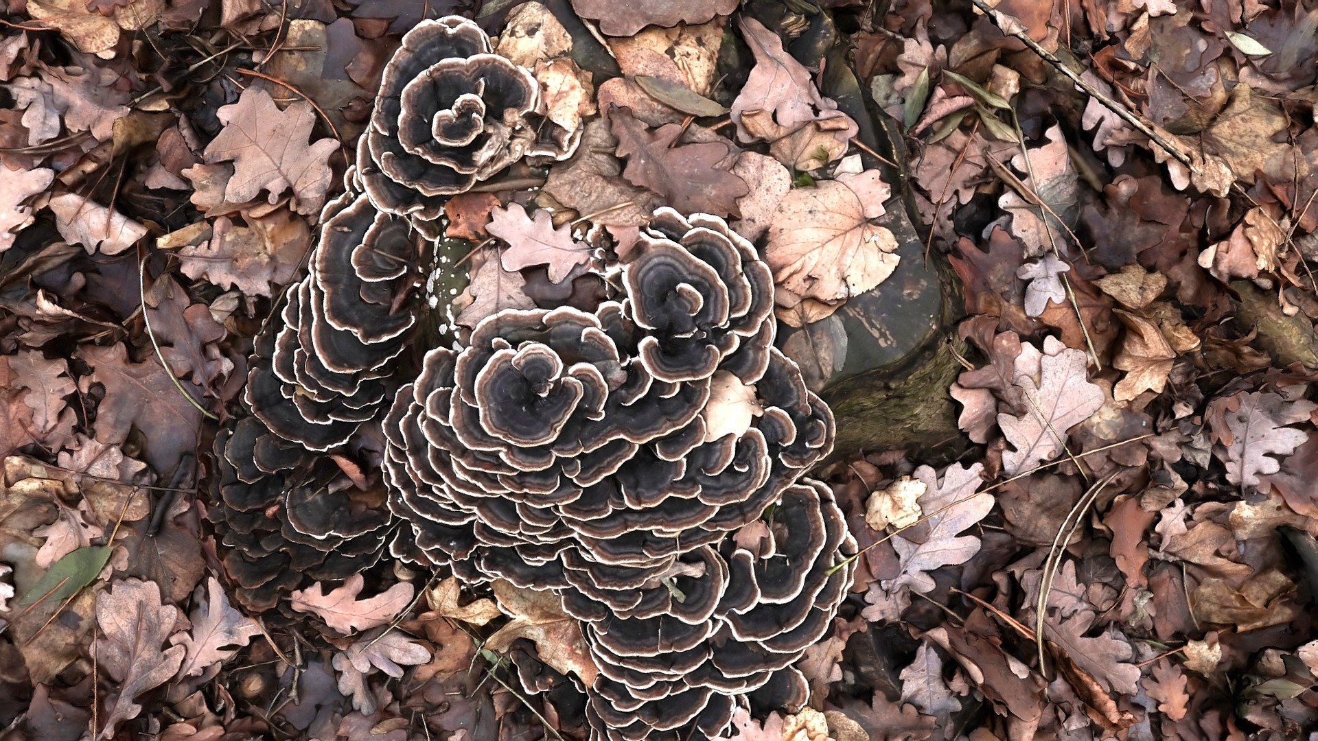 Schmetterlings-Tramete — Sketchfab embed 3D viewer