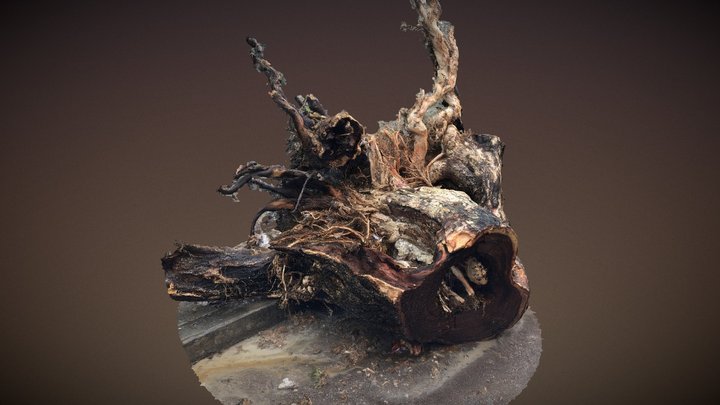 Tree#2 3D Model
