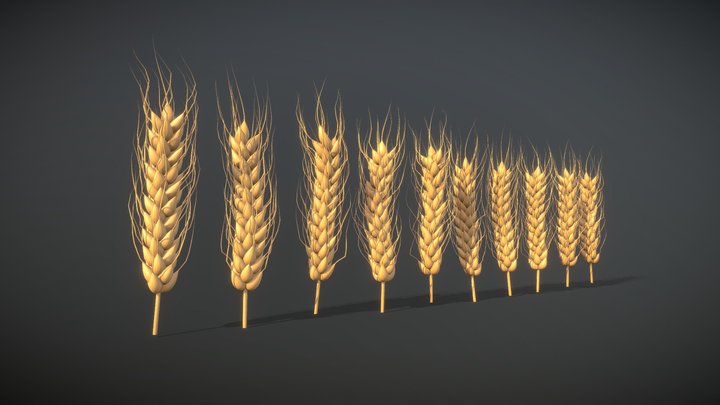 Wheat — FREE 3D Model