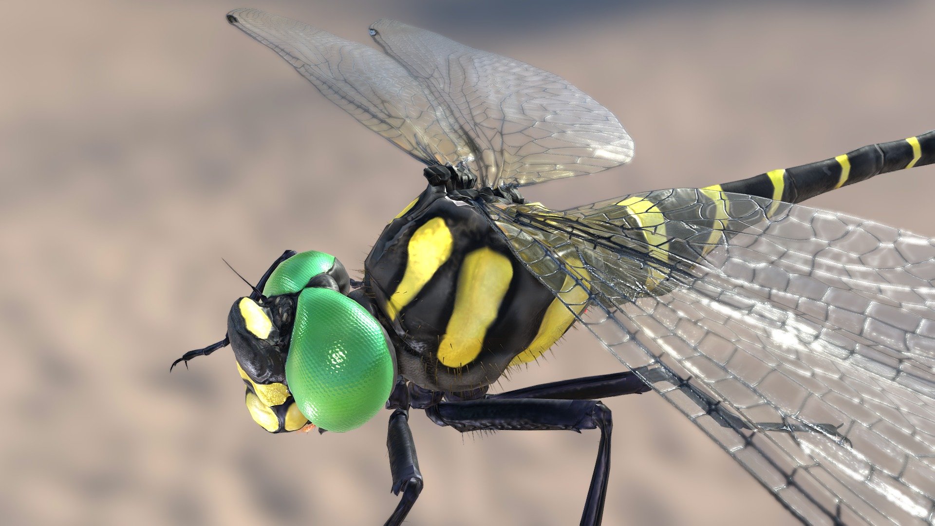 Japanese Dragonfly — Sketchfab embed 3D viewer