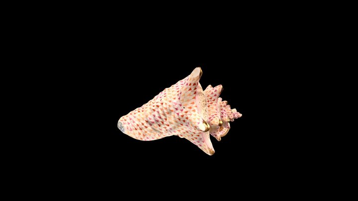 Sea shell - 15555000VHSP194 3D Model