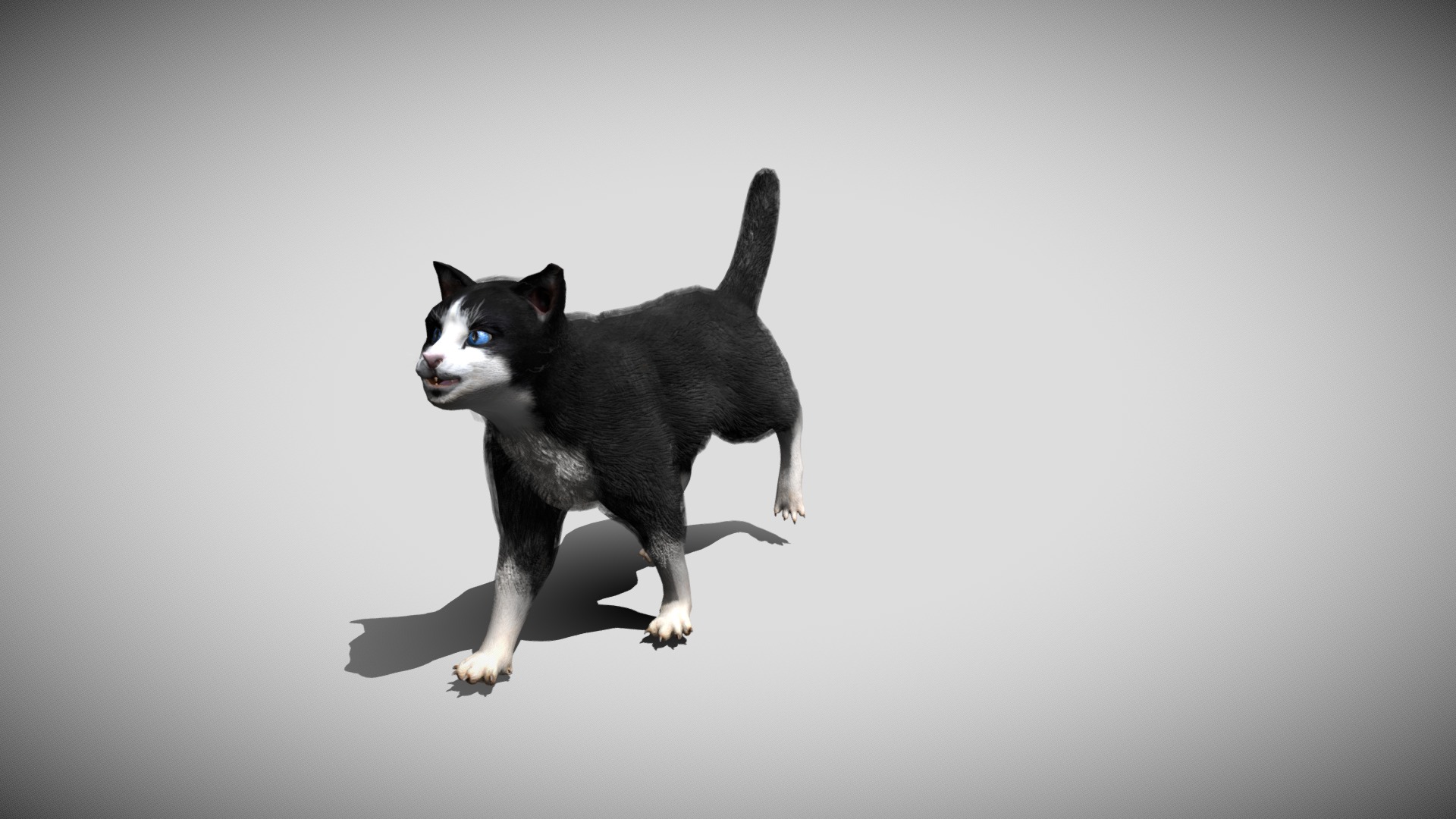 3D model Black Cat with animations - This is a 3D model of the Black Cat with animations. The 3D model is about a black and white cat.